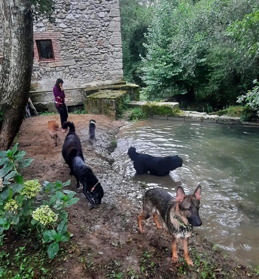 Posada Pet Friendly El Molino De Cantabria Entrambasaguas  Εξωτερικό φωτογραφία
