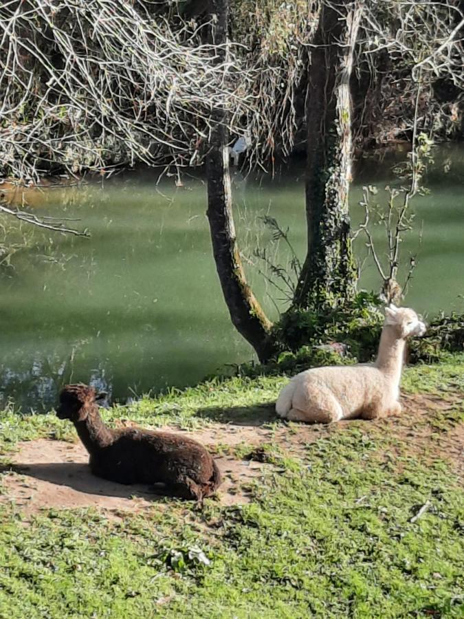 Posada Pet Friendly El Molino De Cantabria Entrambasaguas  Εξωτερικό φωτογραφία